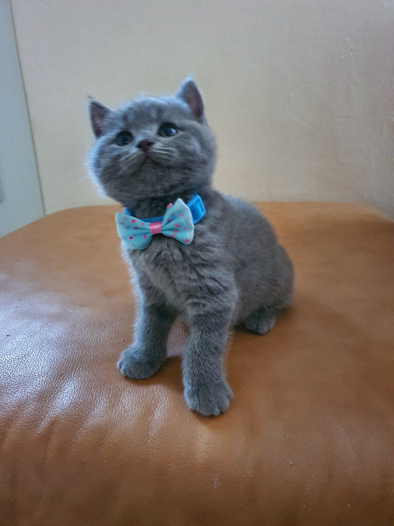 gumtree british shorthair kittens